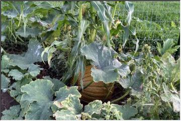 Growing pumpkins