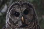 WHOOOO