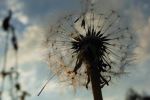Make a wish