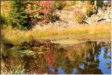 Reflections of Fall
