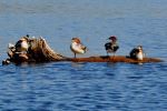 Making a wake