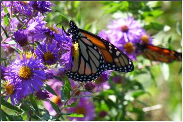 Monarch feeding 
