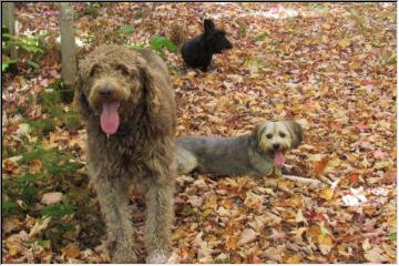 Four legged hikers 