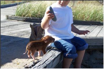 This little pig