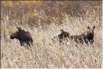 Mom and her twins