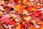 Blending fall colors