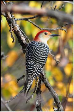 Beautiful bird