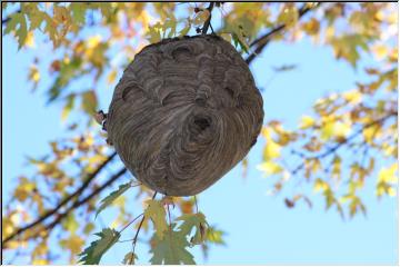Home of the wasp