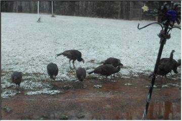 Feeding turkeys