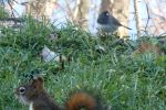 Backyard Squirrel and bird