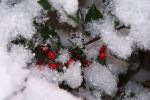 Snow-topped Holly