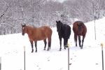 Winter in the pasture