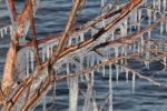 Frozen branches