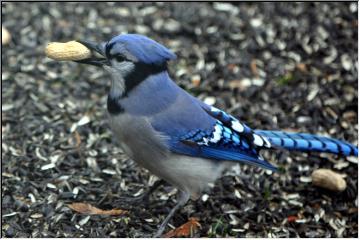 Working for peanuts