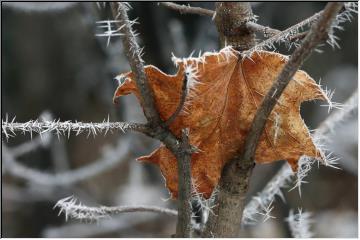 Hoar frost