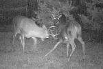 Bucks in a tussle