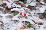 Snow & berries