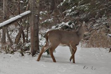 Winter deer