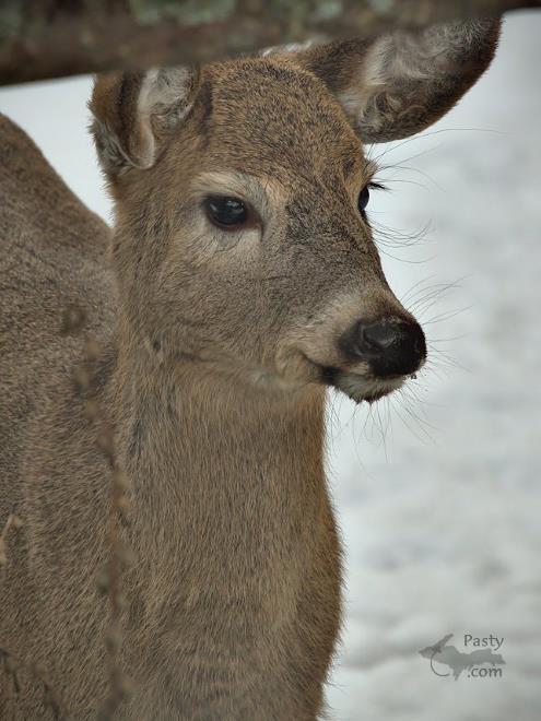 Photos by Frederic W. Koski