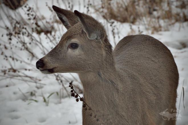 Photos by Frederic W. Koski