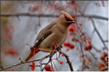 Winter visitor