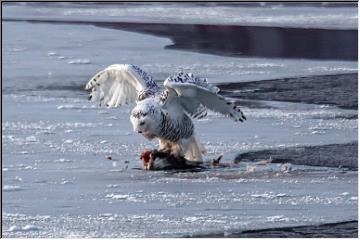 On the ice