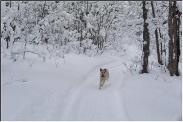Snowshoe heaven