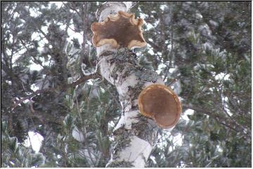 Mushrooms high UP