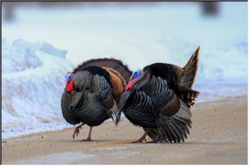 Strutting proud