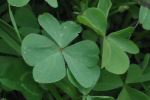 Happy St. Paddy's Day