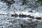 Snowy reflections