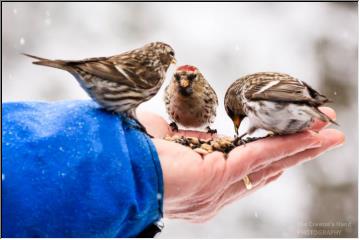 Hand fed