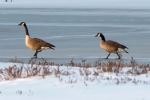 Geese on ice