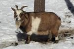 Cute critter
