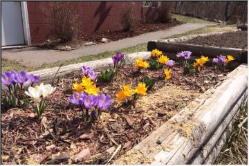 Spring flowers