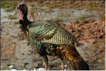 Gobble, gobble