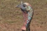 Interesting coloring