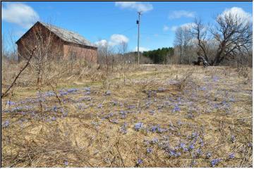 Blooms of spring