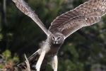 Hunting hawk
