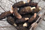 Basket of Yum