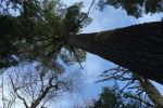 Tall trees