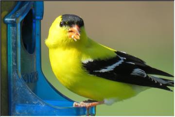 Bright yellow