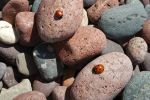 Rocks and bugs