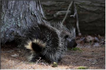 Prickly fellow