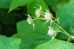 Thimbleberry winner