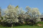 Blossoms