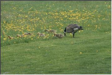 Mom and babies