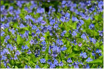 Field of blue