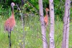 Sandhill Crane family