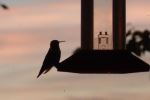 Hummer in L'Anse